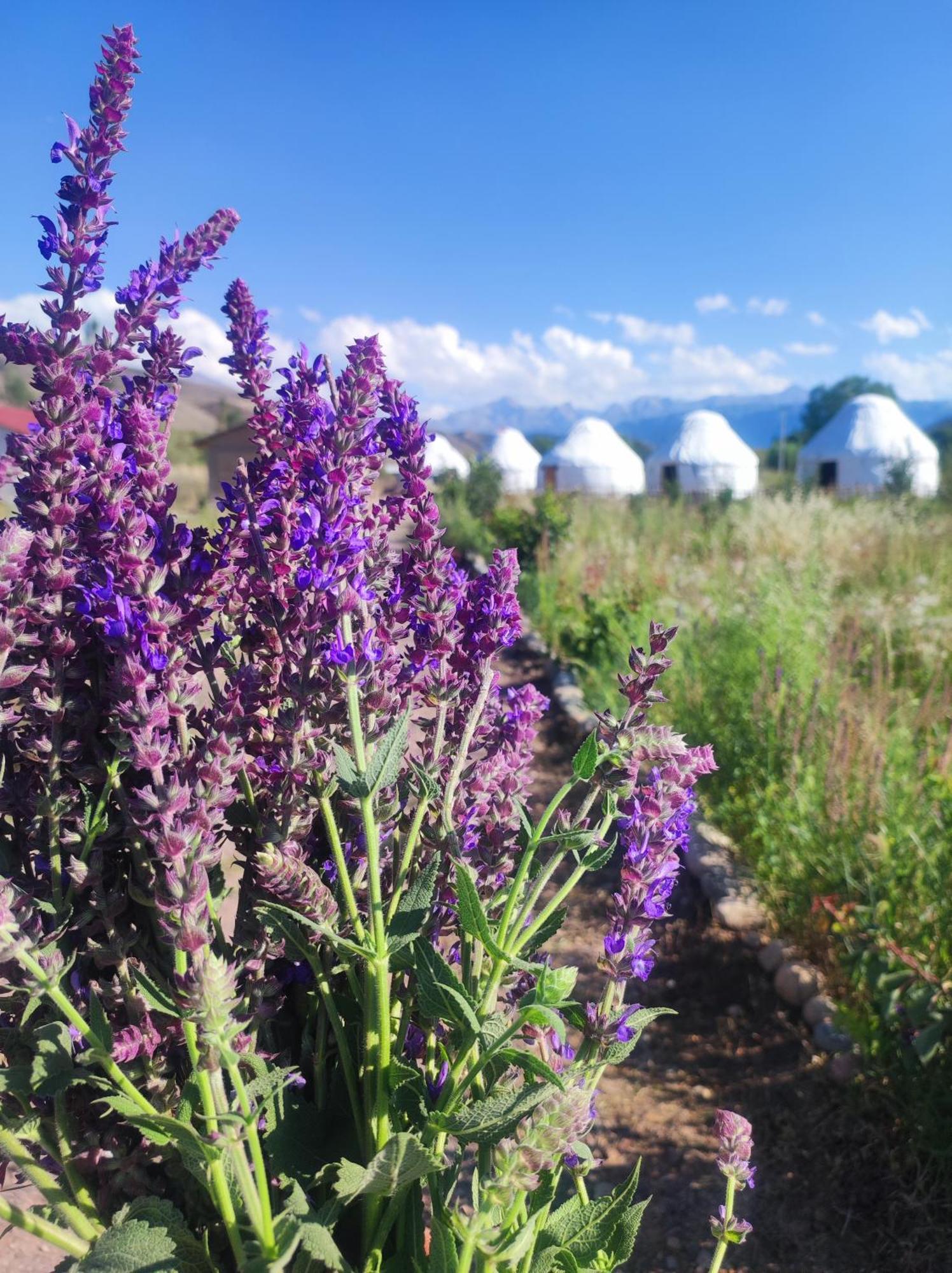 Eco Village Lodge Dzhetyoguz ภายนอก รูปภาพ